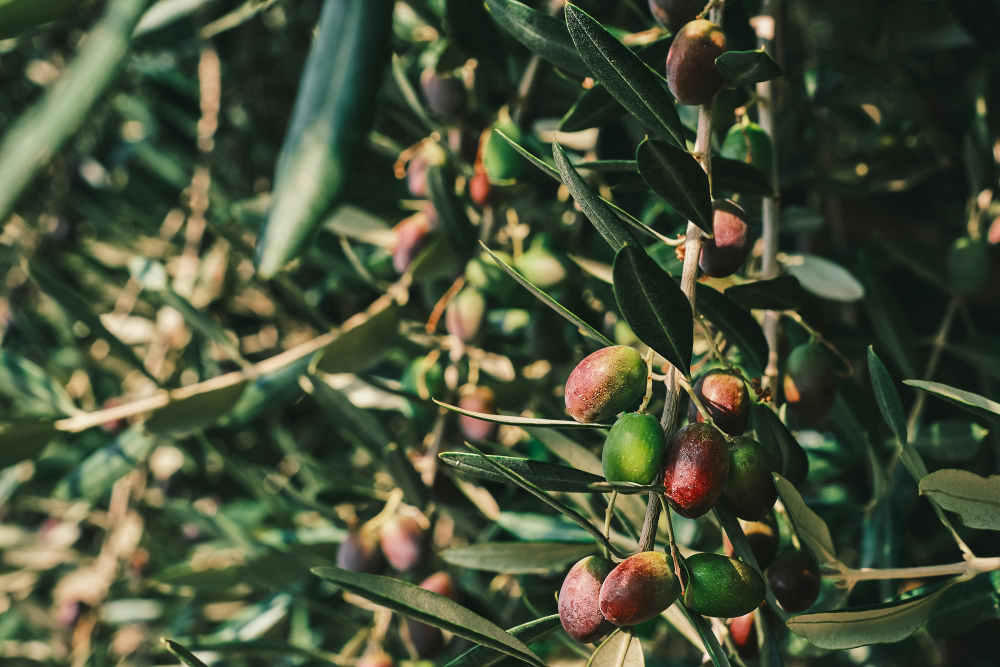 aceites guadiel nueva cosecha